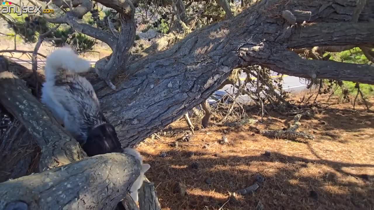 Nerdy teen gets pumped in the middle of the woods Free Porn Videos | ePornAny.